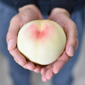 【送料無料】清水白桃 贈答用 5-6玉入り 約1.5kg