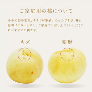 岡山県産 白桃「冬桃がたり」家庭用 6～9玉 約1.5kg 訳あり 送料無料